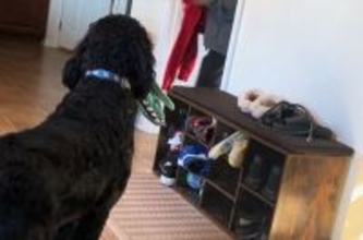 愛犬を亡くした家族が大きな犬を迎え入れ、子供たちにサプライズ。その反応は？