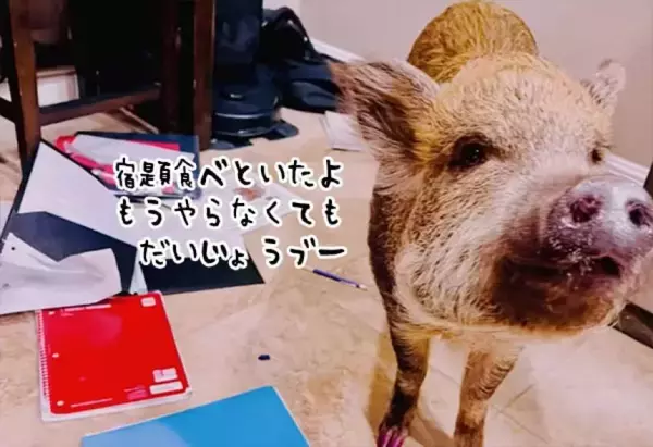 「ブタが宿題を食べてしまい、できませんでした」は言い訳じゃなく本当だった！