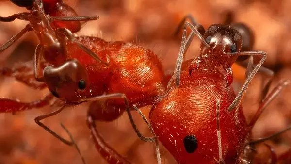 大型のアリたちが小型アリの巣を訪れ体を掃除してもらう。珍しい行動を初めて発見