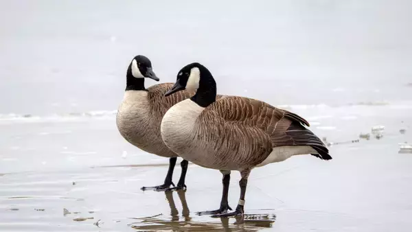 車にはねられ負傷したカナダガン同士が救助施設で出会い、愛を育むまでの物語