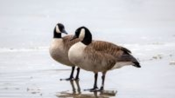 車にはねられ負傷したカナダガン同士が救助施設で出会い、愛を育むまでの物語