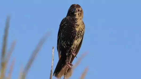 半分オスで半分メス。雌雄モザイクの鳥がメスと結ばれヒナが誕生