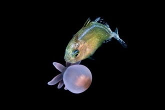 ニモだけじゃなかった！刺胞動物を連れ泳ぐ幼魚たちの持ちつ持たれつな関係