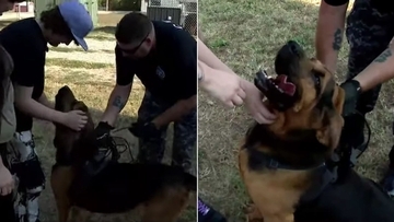 20分の奇跡！3日間谷底に閉じ込められた重症の少年を救った警察犬