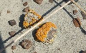 オレンジ色の地衣類が教えてくれる恐竜の化石のありか