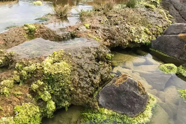 「生きた岩」と呼ばれる微生物の塊が、森林を上回る効率で二酸化炭素を吸収していた