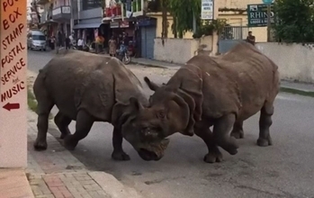 ネパールの道路が格闘場に！2頭のサイがストリートファイト