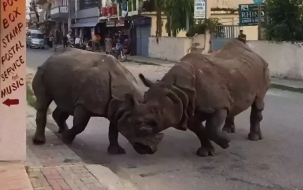 ネパールの道路が格闘場に！2頭のサイがストリートファイト