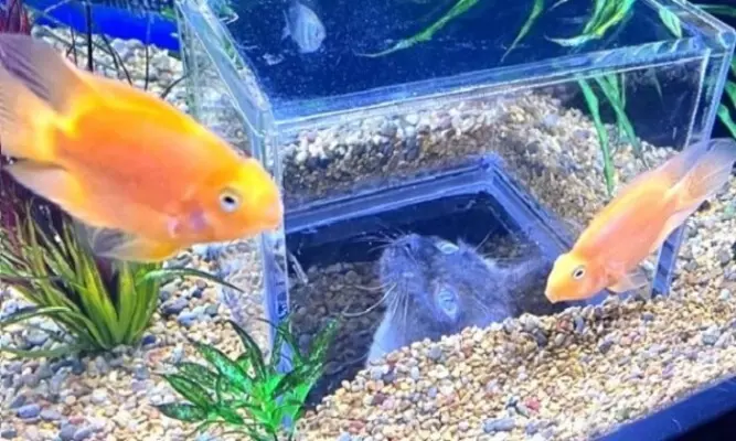 トロ箱にぴったり収まる眠り猫 お魚になった夢を見るか 21年1月3日 エキサイトニュース