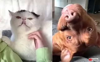 犬の視界は白黒ではなかった 色 角度 歪み 動物たちの視界を再現した動画がすごすぎる 13年12月19日 エキサイトニュース