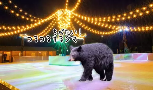 氷が張られたばかりのスケートリンクに一番乗りしたのは、地元でなじみのクマだった！