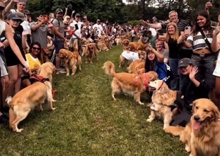 こんなモフモフの波にのまれたい！2397匹のゴールデンレトリバーが公園に大集合