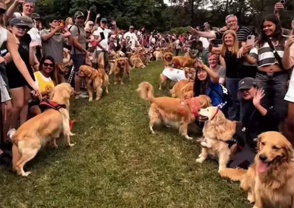 こんなモフモフの波にのまれたい！2397匹のゴールデンレトリバーが公園に大集合