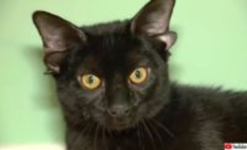 四つの耳とくるんとした尻尾。ユニークな見た目の黒猫がSNSで人気に