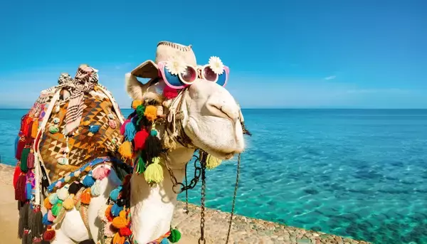 「美ラクダコンテスト」で美容整形をした20頭のラクダが失格に（オマーン）