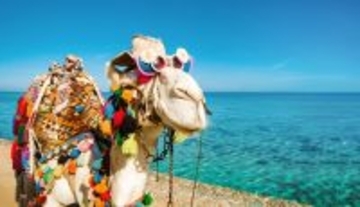 「美ラクダコンテスト」で美容整形をした20頭のラクダが失格に（オマーン）