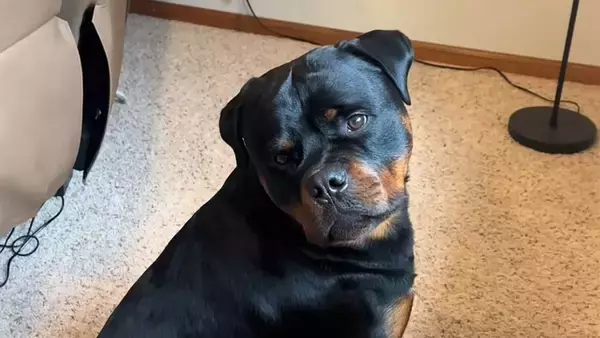 注射が苦手な犬に獣医が猫を起用。作戦は大成功