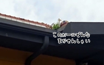 おいらにまかせろ！顔見知りのカモメが屋根のボールを落としてくれる
