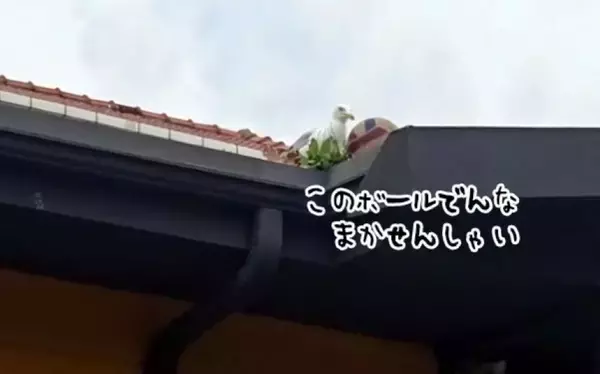 おいらにまかせろ！顔見知りのカモメが屋根のボールを落としてくれる