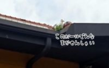 おいらにまかせろ！顔見知りのカモメが屋根のボールを落としてくれる