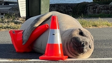 また来ちゃった！生まれ故郷の町に来て大暴れするゾウアザラシだが住民から愛されている