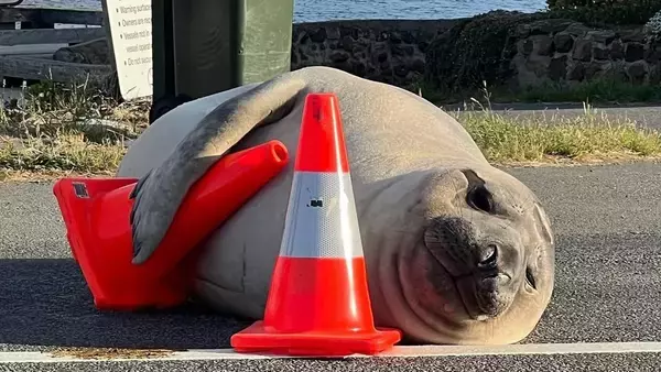 また来ちゃった！生まれ故郷の町に来て大暴れするゾウアザラシだが住民から愛されている