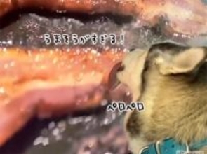 これは我慢できん！テレビに映ったベーコンを舐めるハスキー犬