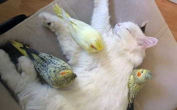 もふもふの巣？猫に集うオカメインコたち
