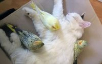 もふもふの巣？猫に集うオカメインコたち