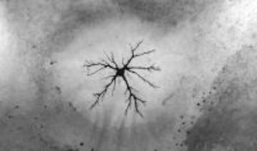 北極海の氷の下で微生物を発見　極限環境で生態系を支える栄養源を生み出す存在