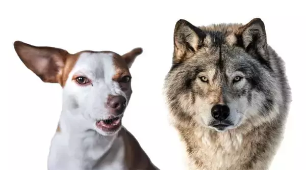 小型犬のチワワも！現代の犬種の3分の2にオオカミのDNAが残されていた