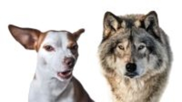 小型犬のチワワも！現代の犬種の3分の2にオオカミのDNAが残されていた