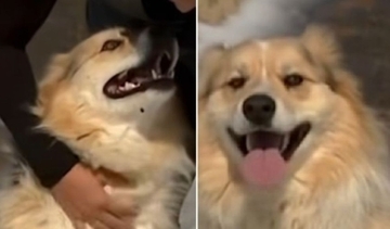 「こっちに来て！」突然現れた犬が、行方不明の子供の元に警察を導く