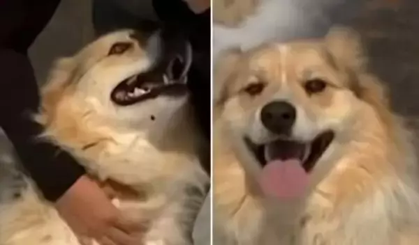 「こっちに来て！」突然現れた犬が、行方不明の子供の元に警察を導く