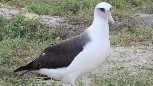 うれしいニュース。75歳となったコアホウドリのウィズダムが巣作りを開始