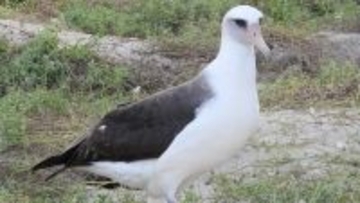 うれしいニュース。75歳となったコアホウドリのウィズダムが巣作りを開始