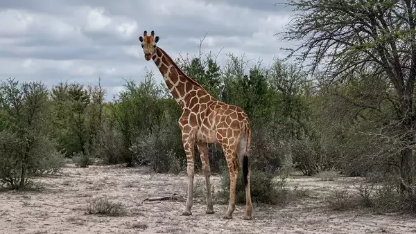 牧場から逃亡したキリンを2週間ぶりに発見。テキサスの大自然をちゃっかり満喫