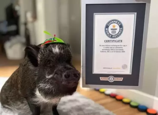 ボタンで会話する賢いブタが「フォロワー数が最も多いブタ」のギネス記録を達成