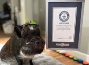 ボタンで会話する賢いブタが「フォロワー数が最も多いブタ」のギネス記録を達成