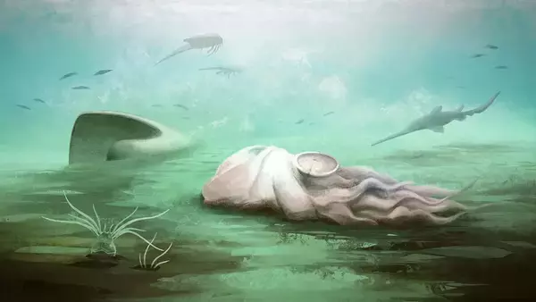 「世界最古のタコの化石」はタコではなかった。オウムガイの仲間であることが判明