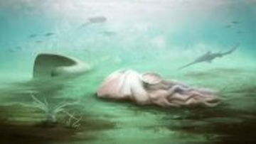 「世界最古のタコの化石」はタコではなかった。オウムガイの仲間であることが判明
