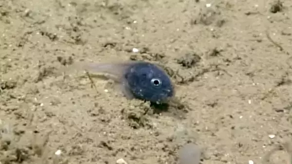 深海で発見された正体不明のとてつもなく小さくてかわいい「ちいかわ」な魚