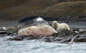 大量死の原因か？北極圏でクジラの呼気サンプルから致死性のウイルスが検出される