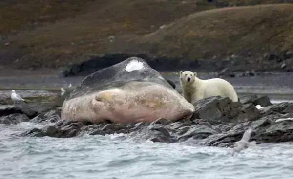 大量死の原因か？北極圏でクジラの呼気サンプルから致死性のウイルスが検出される