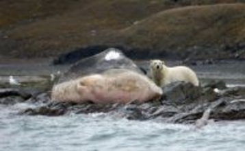 大量死の原因か？北極圏でクジラの呼気サンプルから致死性のウイルスが検出される
