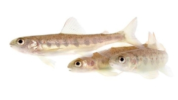 コカイン汚染で野生のサケの行動が変化。通常の1.9倍長く泳ぎ続ける