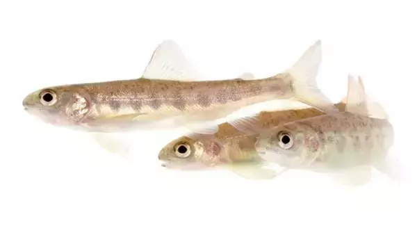 コカイン汚染で野生のサケの行動が変化。通常の1.9倍長く泳ぎ続ける