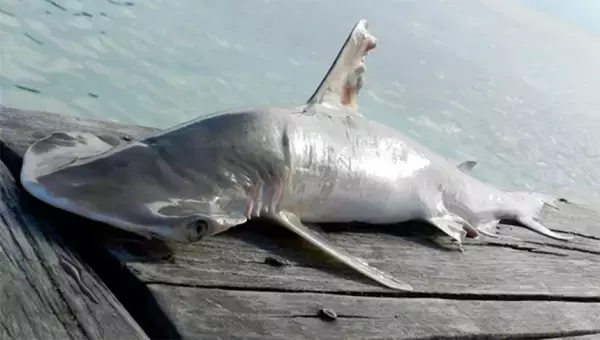 新種のシュモクザメが発見される。ハンマーというよりショベル型