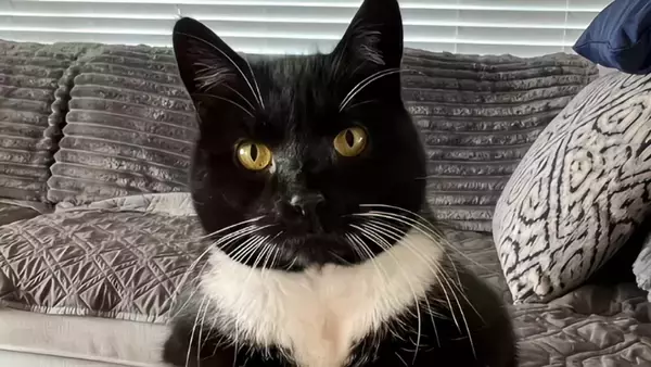 前の住人が置き去りにした猫が、引っ越してきた家族を幸せに導く
