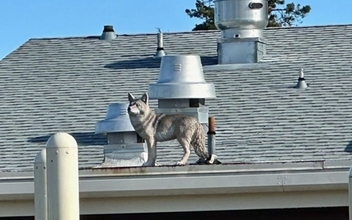 鳥のフン害に悩む学校が偽コヨーテを起用！効果てきめんだった